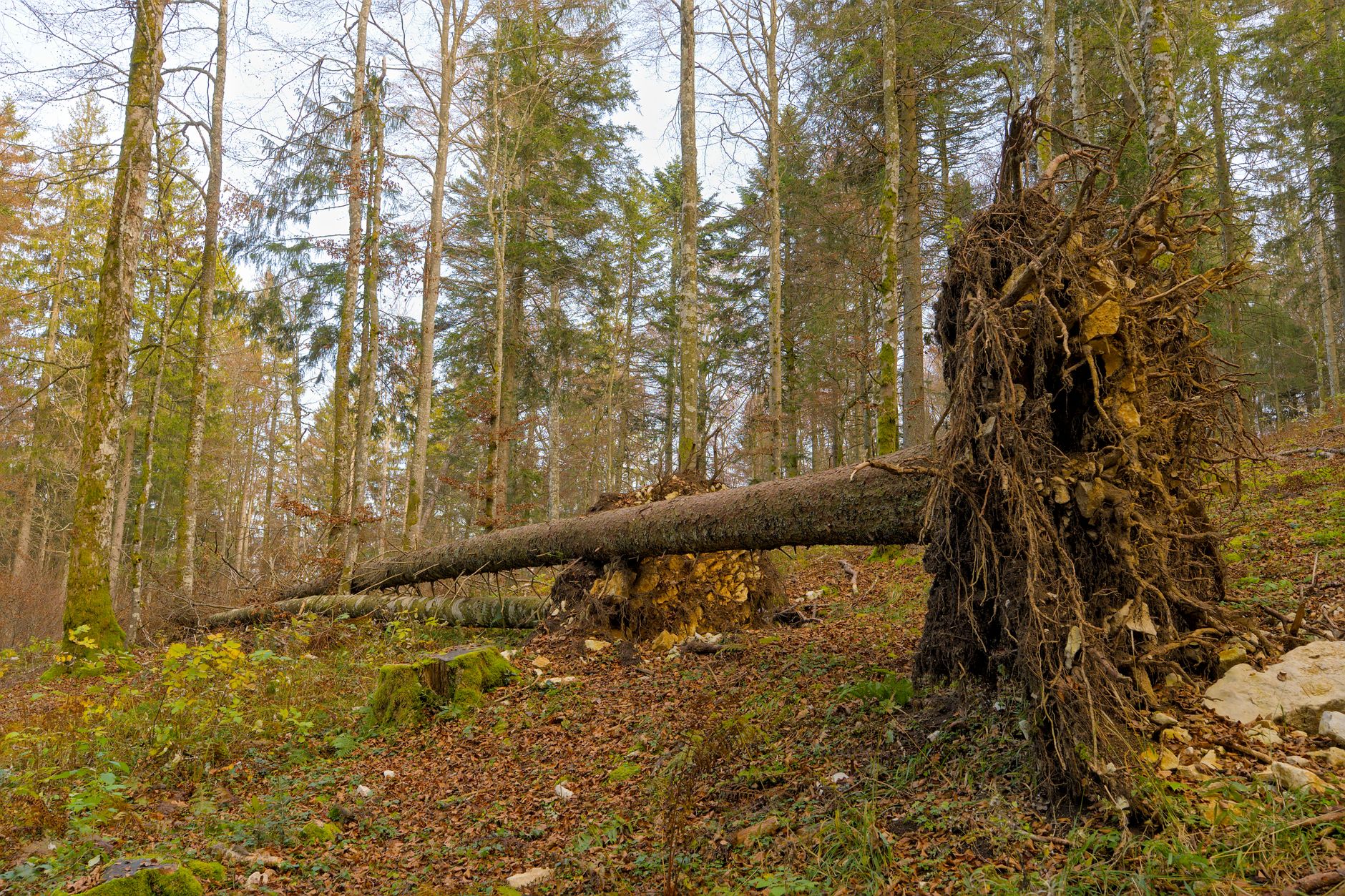 Enlèvement arbre urgence Montereau-Fault-Yonne